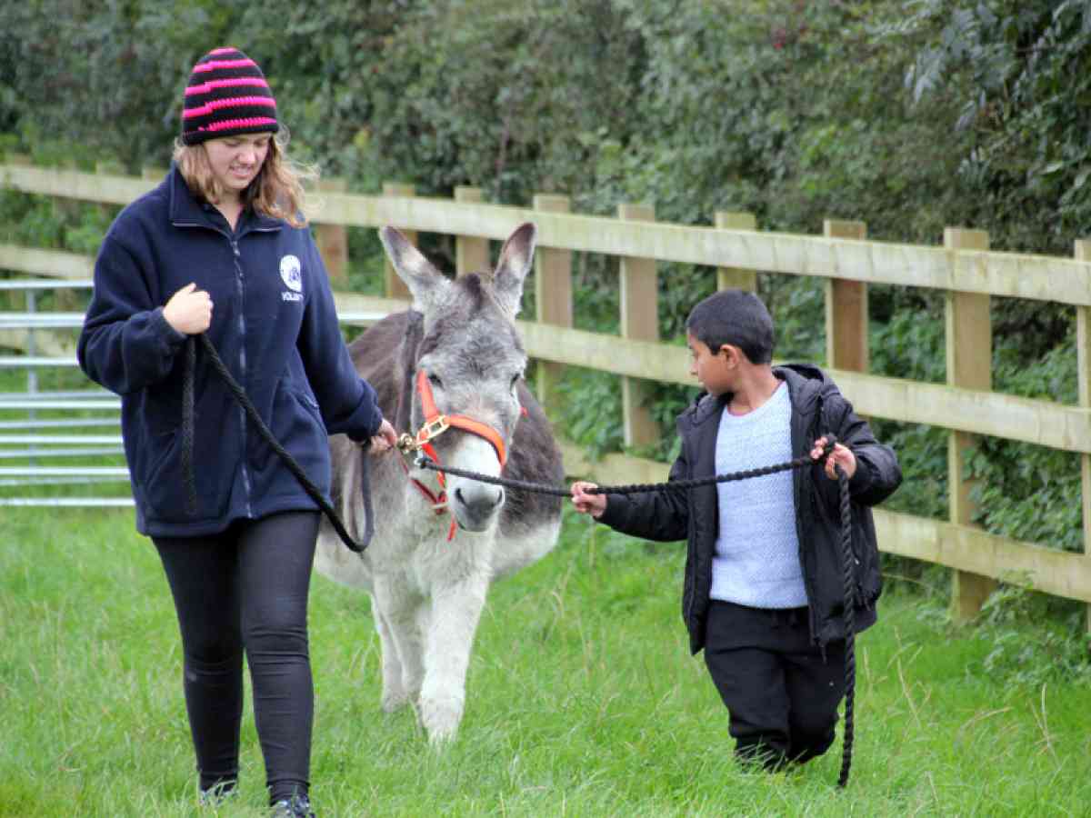 Isle Of Wight Donkey Sanctuary picture gallery